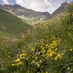 Alpine wildflowers flowering in high pasture habitat, Col de L Iseran, Vanoise N. P. French Alps, France, July