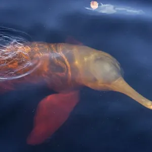 Amazon River Dolphin (Inia geoffrensis) adult, swimming at surface of water, Brazil Amazon River Dolphin (Inia geoffrensis) adult, swimming at surface of water, Brazil