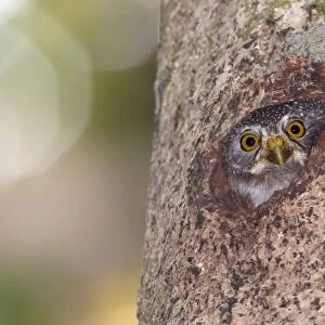 Amazonian Pygmy-owl (Glaucidium hardyi) adult, looking out from nesthole in tree trunk, Peruvian Amazon, Peru
