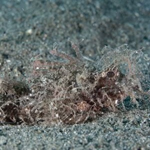 Ambon Scorpionfish (Pteroidichthys amboinensis) adult, camouflaged on black sand, Aer Bajo, Lembeh Straits, Sulawesi