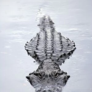 America Alligator (Alligator mississippiensis) adult swimming at water surface, Florida, U. S. A