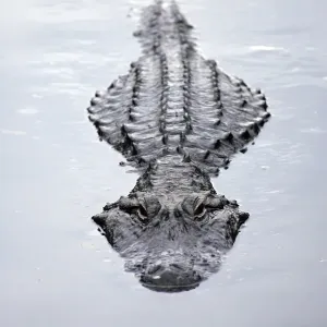 America Alligator Print: Adult Swimming at Water Surface, Florida America Alligator Print: Adult Swimming at Water Surface, Florida