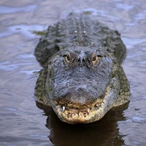 American Alligator (Alligator mississipiensis) adult, head raised out of water, Florida, U. S. A