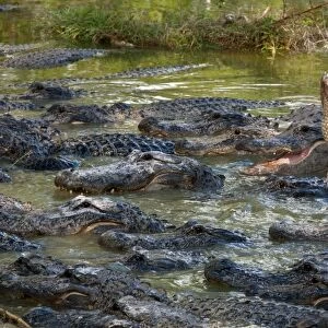 American Alligator (Alligator mississipiensis) adults, group in water on alligator farm, Florida, U. S. A. december