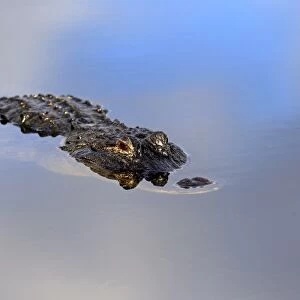 American Alligator (Alligator mississipiensis) adult, resting at surface of water, Wakodahatchee Wetlands