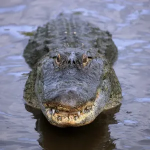 American Alligator (Alligator mississipiensis) adult, head raised out of water, Florida, U. S. A American Alligator (Alligator mississipiensis) adult, head raised out of water, Florida, U. S. A