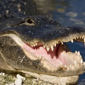 American Alligator Print featuring close-up of head, mouth, and teeth American Alligator Print featuring close-up of head, mouth, and teeth