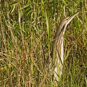 American Bittern (Botaurus lentiginosus) adult, standing amongst reeds, Anhinga Trail, Florida, U. S. A. February