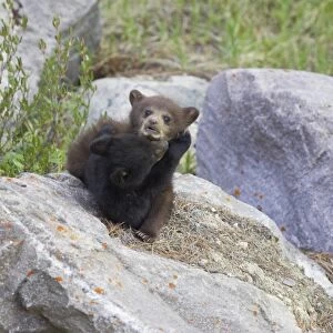 American Black Bear (Ursus americanus) normal and cinnamon forms, two cubs, playfighting on rocks, Rocky Mountains