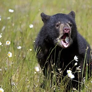 American Black Bear (Ursus americanus) six-month old cub, with mouth open, sitting amongst wildflowers in meadow, Montana, U. S. A. june (captive)