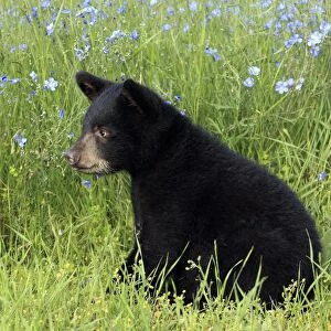 American Black Bear (Ursus americanus) six-month old cub, sitting in meadow, Montana, U. S. A. june (captive)