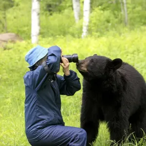 American Black Bear Print, Adult Investigating Photographer in Minnesota American Black Bear Print, Adult Investigating Photographer in Minnesota