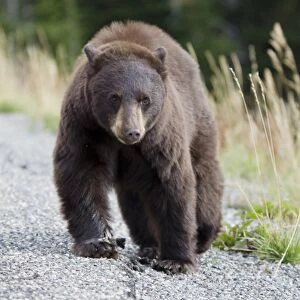 American Black Bear (Ursus americanus) adult, walking at edge of road, Yellowstone N. P. Wyoming, U. S. A. September