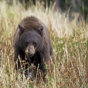 American Black Bear (Ursus americanus) adult, standing in vegetation, Yellowstone N. P. Wyoming, U. S. A. September