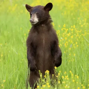 American Black Bear (Ursus americanus) cub, standing on hind legs in meadow, Minnesota, U. S. A American Black Bear (Ursus americanus) cub, standing on hind legs in meadow, Minnesota, U. S. A