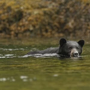 American Black Bear (Ursus americanus kermodei) adult, swimming and fishing for salmon