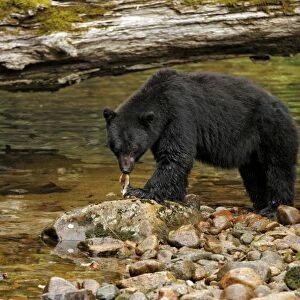 American Black Bear (Ursus americanus kermodei) adult, feeding on catch, fishing for salmon at edge of river in