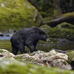 American Black Bear (Ursus americanus kermodei) adult, fishing for salmon at edge of river in temperate coastal