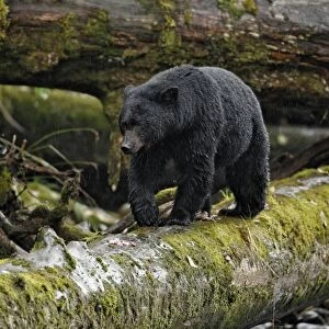 American Black Bear (Ursus americanus kermodei) adult, walking along fallen tree trunk over river in temperate coastal