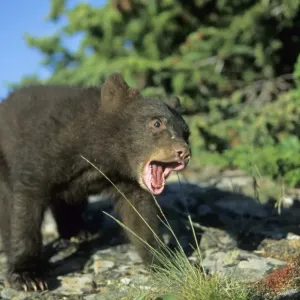 American Black Bear Young Male Print American Black Bear Young Male Print