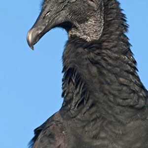 American Black Vulture (Coragyps atratus) adult, close-up of head and neck, Everglades N. P. Florida, U. S. A. december