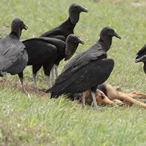American Black Vulture (Coragyps atratus) adults, flock scavenging roadkill dog, Formosa City, Formosa, Argentina, october