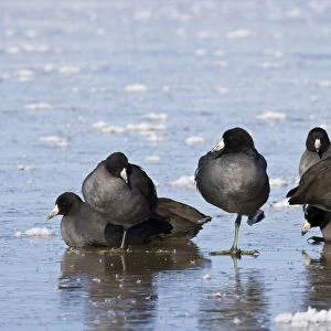 American Coot (Fulica americana) flock, roosting on frozen lake, Bosque del Apache National Wildlife Refuge, New Mexico, U. S. A. december