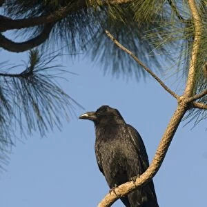 American Crow (Corvus brachyrhynchos) adult, perched on conifer branch, San Diego, California, U. S. A. april