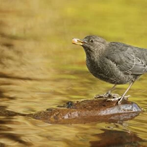 American Dipper (Cinclus mexicanus) immature, feeding on salmon egg, standing on stone in river of temperate coastal