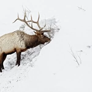 American Elk (Cervus canadensis) adult male, feeding in area cleared of snow, Yellowstone N. P. Wyoming, U. S. A. february