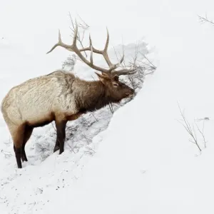 American Elk Print, Adult Male Feeding in Cleared Snow American Elk Print, Adult Male Feeding in Cleared Snow