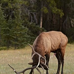 American Elk (Cervus canadensis) adult male, thrashing ground with antlers and urinating during rut, Jasper N. P