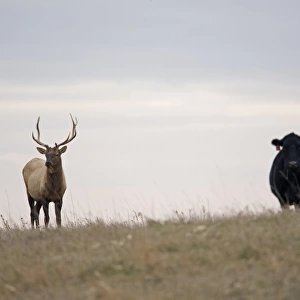American Elk (Cervus canadensis manitobensis) adult male, attached to cattle in pasture, North Dakota, U. S. A. November