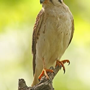 American Kestrel (Falco sparverius) adult female, perched on snag, Hope Gardens, Jamaica, march