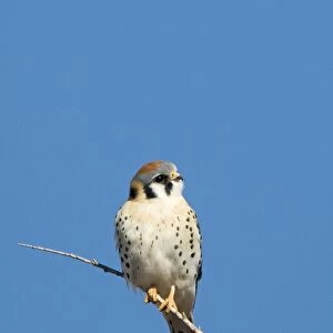 American Kestrel (Falco sparverius) adult male, perched on twig, Bosque del Apache National Wildlife Refuge, New Mexico, U. S. A. january
