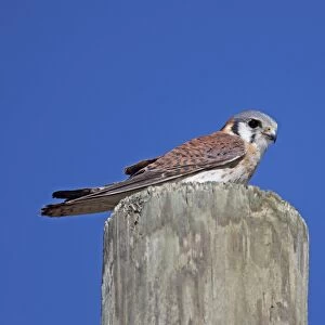 American Kestrel (Falco sparverius dominicensis) adult female, perched on post, Bahoruco Mountains N. P