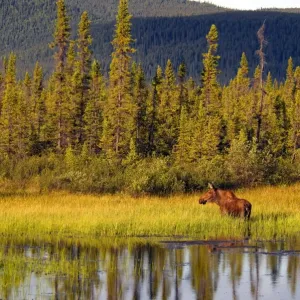 American Moose Print: Female Standing in Pond, Alaska American Moose Print: Female Standing in Pond, Alaska
