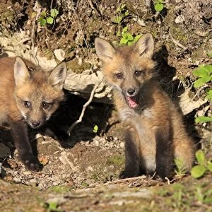 American Red Fox (Vulpes vulpes fulva) two ten-weeks old cubs, at den entrance, Montana, U. S. A. june (captive)