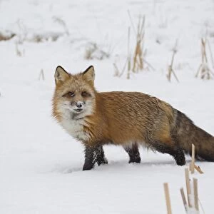 American Red Fox (Vulpes vulpes fulva) adult female, standing on snow, Minnesota, U. S. A. January (captive)