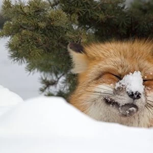 American Red Fox (Vulpes vulpes fulva) adult, with snow on nose, resting in snow, Montana, U. S. A, january (captive)