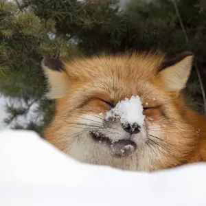 American Red Fox Print: Captive Adult in Snow, Montana American Red Fox Print: Captive Adult in Snow, Montana