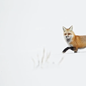 American Red Fox (Vulpes vulpes fulva) adult, walking on snow, Yellowstone N. P. Wyoming, U. S. A. february