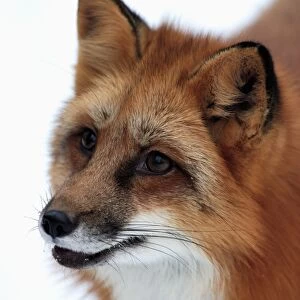 American Red Fox (Vulpes vulpes fulva) adult, close-up of head, in snow, Montana, U. S. A. winter (captive)