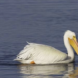 American White Pelican (Pelecanus erythrorhynchos) adult, non-breeding plumage, swimming, Ding Darling N. W. R