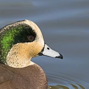 American Wigeon (Anas americana) adult male, close-up of head, swimming, New Mexico, U. S. A. january