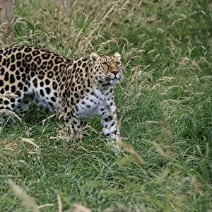 Amur Leopard (Panthera pardus orientalis) adult, walking in grass, July (captive)