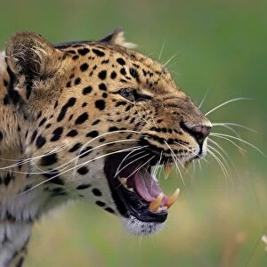 Amur Leopard (Panthera pardus orientalis) adult, close-up of head, snarling, July (captive)