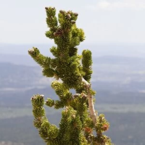 Ancient Bristlecone Pine (Pinus longaeva) close-up of cone and leaf - Utah Ameria