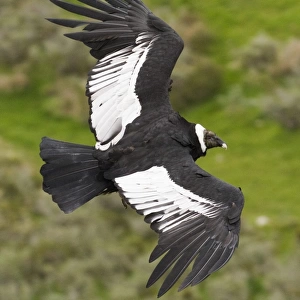 Andean Condor (Vultur gryphus) adult female, in flight, Patagonia, Chile, november