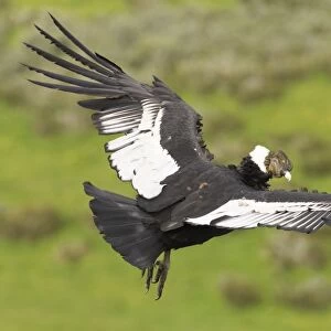 Andean Condor (Vultur gryphus) adult male, in flight, Patagonia, Chile, november